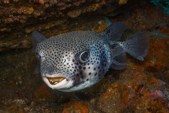 2 Dives, Certified Divers - Tenerife - Key things I’d highlight before you book