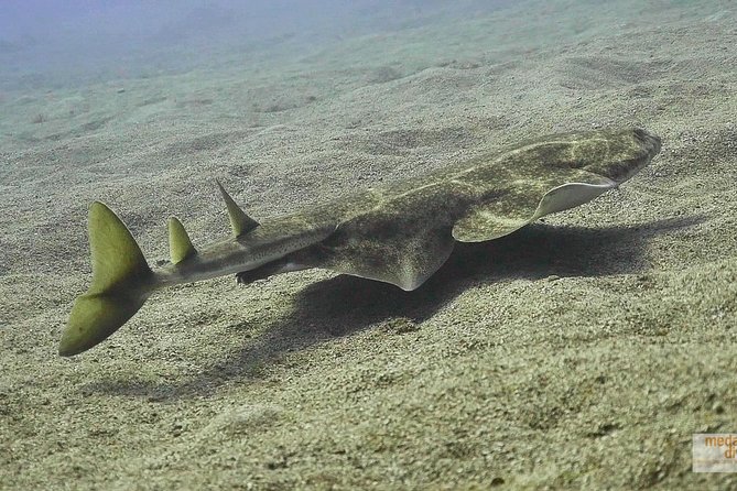 2 Dives, Certified Divers - Tenerife - Choosing from 16-plus south-east coast underwater options