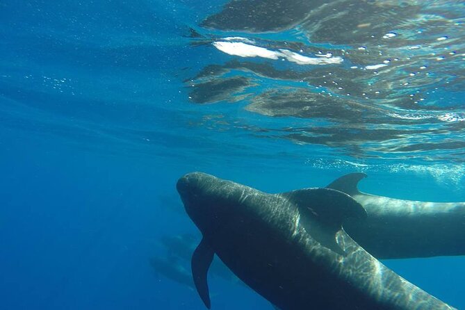 2 hour trip to see whales dolphins puerto colon adeje - From Puerto Colón to Costa Adeje, this is a simple 2-hour sea mission