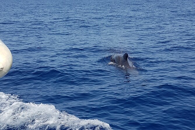2 hour trip to see whales dolphins puerto colon adeje - The crew and onboard vibe, Captain Alex, Jessica, and Christophe
