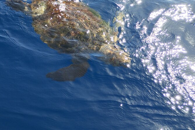 2 hour trip to see whales dolphins puerto colon adeje - Included food and drinks, a small perk that changes how the trip feels