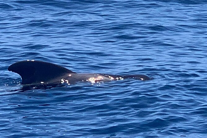 2 hour trip to see whales dolphins puerto colon adeje - Price and value at about $43.45 for 2 hours of whale watching