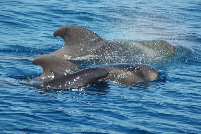 2 hour trip to see whales dolphins puerto colon adeje - What you are really there for, whales, dolphins, calderones, and turtles