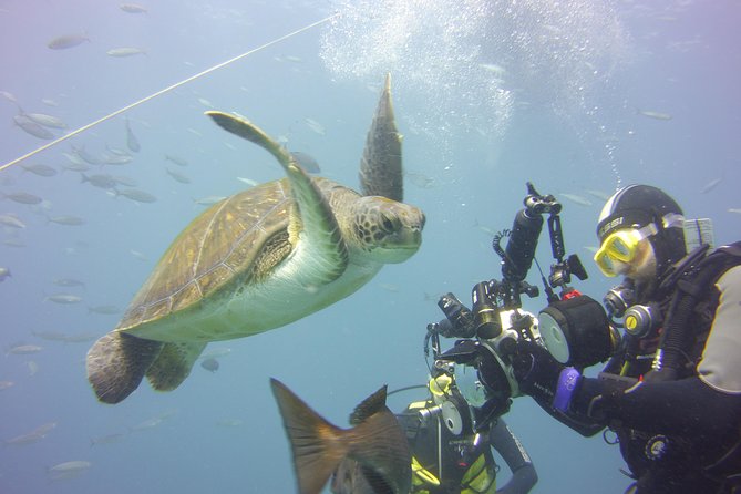 2x diving package, on request including refreshment - What You Might See: Rays, Turtles, Caves, and a Shipwreck