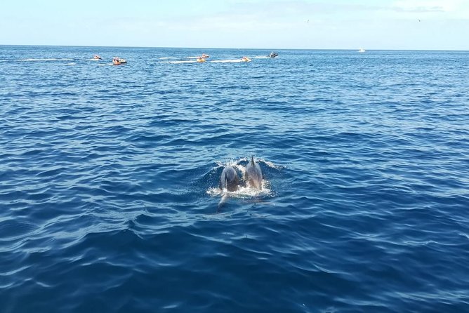 3-Hour Boat Trip from Costa Adeje in Tenerife - Captain Félix Palmero and the Dolphin and Whale Search