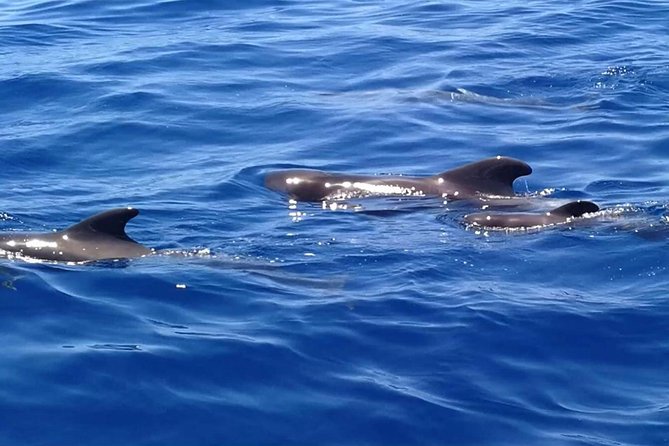 3-Hour Boat Trip from Costa Adeje in Tenerife - The 3-Hour Flow: How Costa Adeje Starts the Day