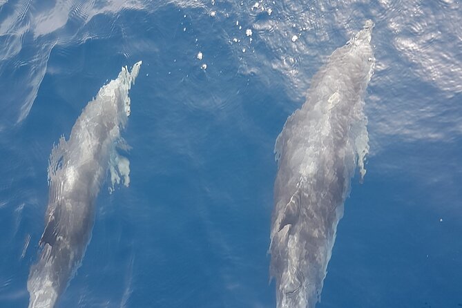 3-hour excursion to Puerto Colón Adeje to see whales - Key Highlights Worth Noting