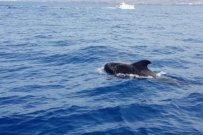 3-hour excursion to Puerto Colón Adeje to see whales - Pilot Whales and Dolphins: How to Get the Most From the Boat Watching