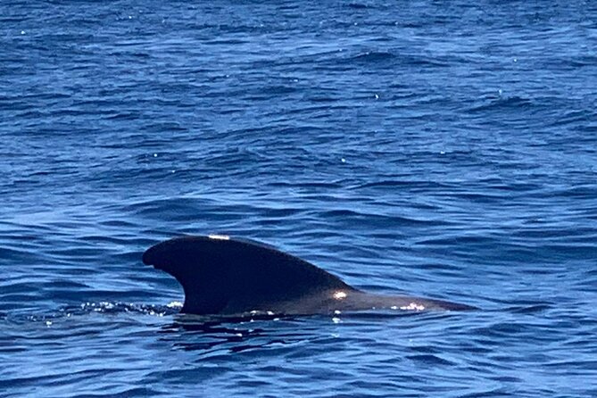 3-hour excursion to Puerto Colón Adeje to see whales - The Snorkel Stop in a Small Cove, Masks Included