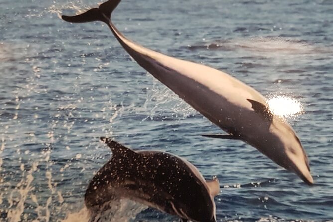 3-hour excursion to Puerto Colón Adeje to see whales - Price and Value: Is $51.66 Worth It?