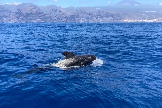 3-Hour Private Tour with Whale and Dolphin Watching - Whale and Dolphin Watching: How the 3 Hours Really Works