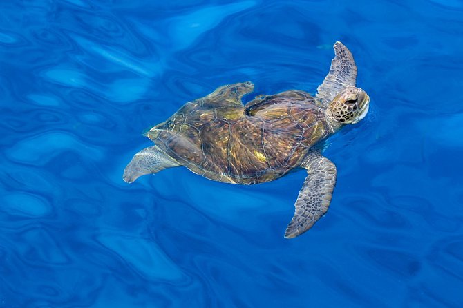 3 Hours All Inclusive Whale and Dolphin Whatching Yacht Trip - Where Pickup Fits and How to Plan Around the Meeting Point