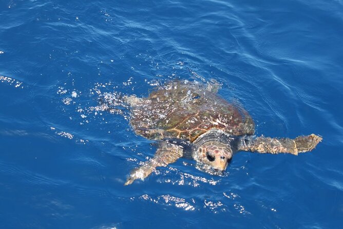 3-Hours Shared Tour to Accessible Boat en Canary Island - Who This Tour Fits Best, and Who Should Consider Another Plan