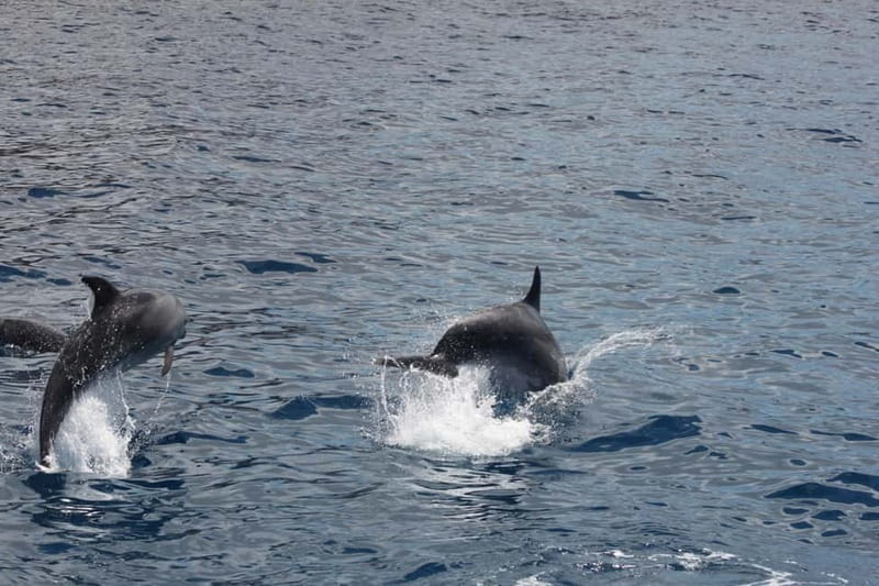 3H Shared Barrier-Free Cruise with Turtles Dolphins & Whales - Santa Rita on Tenerife: what the accessible boat does right