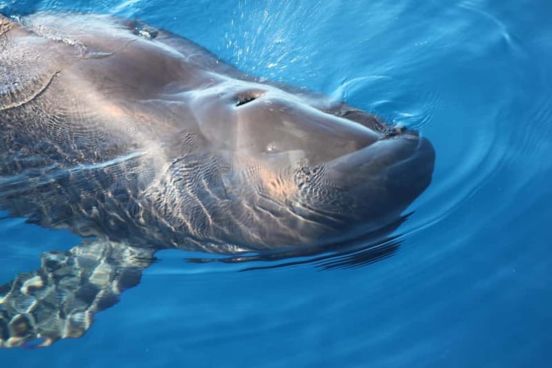 3H Shared Barrier-Free Cruise with Turtles Dolphins & Whales - Los Cristianos photo stop, plus the route’s wildlife hot spots