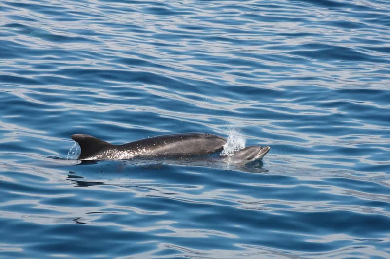 3H Shared Barrier-Free Cruise with Turtles Dolphins & Whales - Las Vistas Bay snorkel time, and the wheelchair-friendly water setup