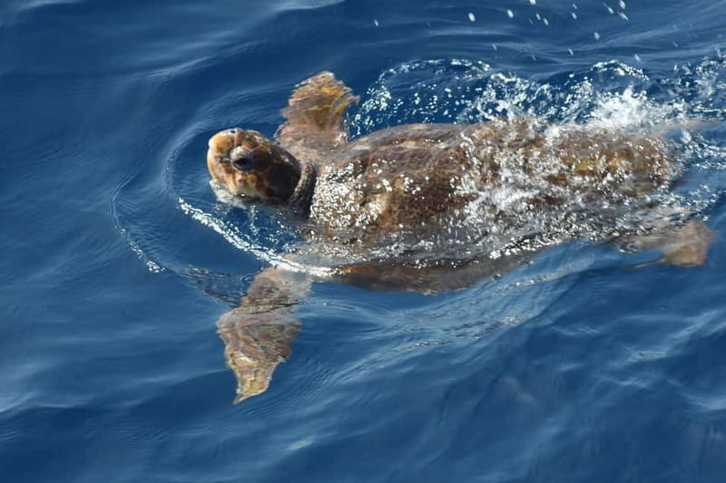 3H Shared Barrier-Free Cruise with Turtles Dolphins & Whales - Snacks, drinks, and the real value of a $58 ticket