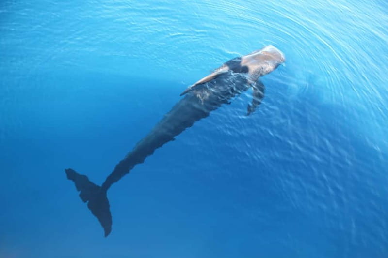 3H Shared Barrier-Free Cruise with Turtles Dolphins & Whales - Crew support and comfort on board: where this tour earns loyalty