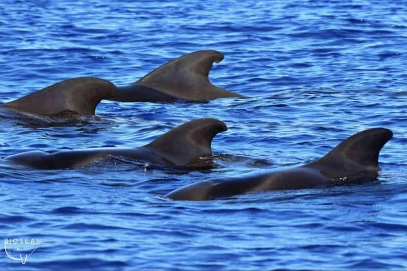 3h Whale Watching Private tour Beneteau Oceanis 440 - Costa Adeje sailing segment: views first, wildlife second