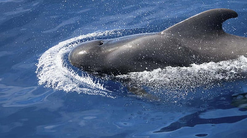 3h Whale Watching Share Tour Beneteau Oceanis 440 - The 3-hour itinerary: sailing, dolphin spotting, then about 1 hour of whale time