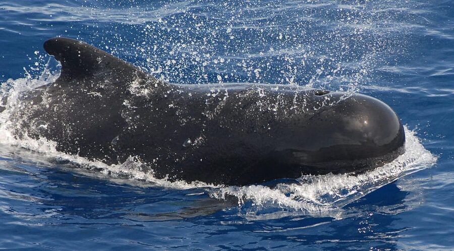 3h Whale watching Share Tour Costa Adeje Lina7 Mizendoha - Who should book this Tenerife whale watching, and who might not love it