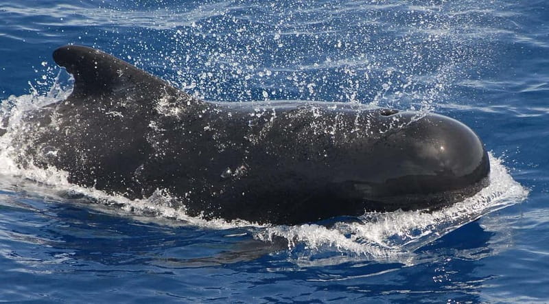 3h Whale watching Share Tour Costa Adeje Lina7 Mizendoha - Rating reality check: why the experience can feel hit-or-miss