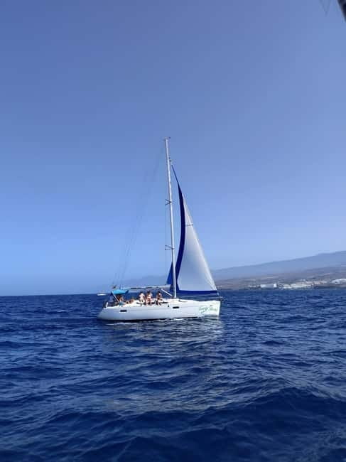 3h Whale watching Share Tour Costa Adeje Lina7 Mizendoha - Price and value: about $65 for 3 hours, and what you get for it