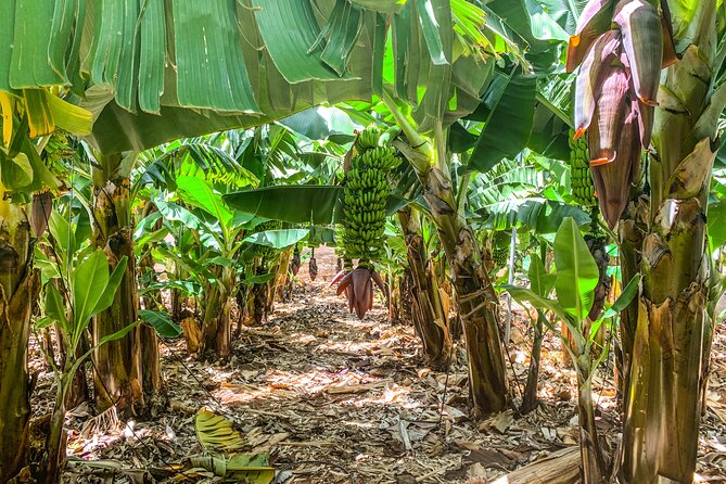 4 Hours Eco Safari Tour with Electric Car in Tenerife - Stop 4: Puerto de Santiago banana plantation, how the island grows food