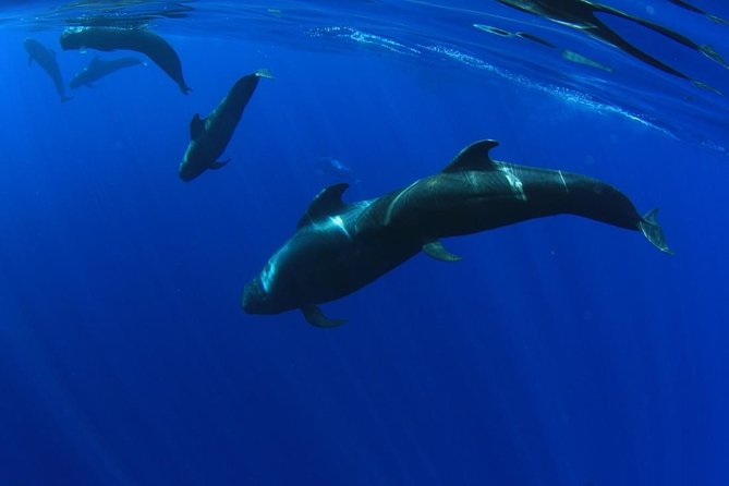 5 hr watching and listening whales and dolps. Visit Los Gigantes - Key Things You’ll Appreciate