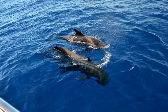 5 hr watching and listening whales and dolps. Visit Los Gigantes - Onboard Lunch and Drinks: Real Value in a 5-Hour Trip