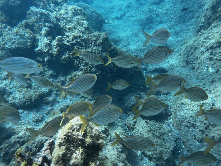 Abades: Guided Snorkeling Tour with Photos - Should You Book Abades Guided Snorkeling With Photos?