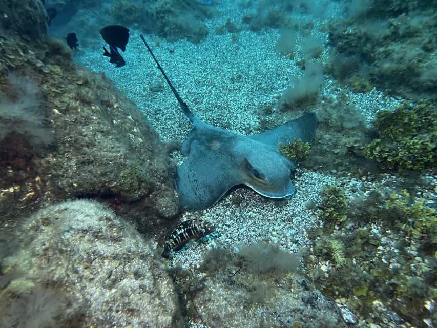 Abades: Guided Snorkeling Tour with Photos - What You Can Really Expect to See: Fish Now, Turtles and Rays As Possible Bonuses