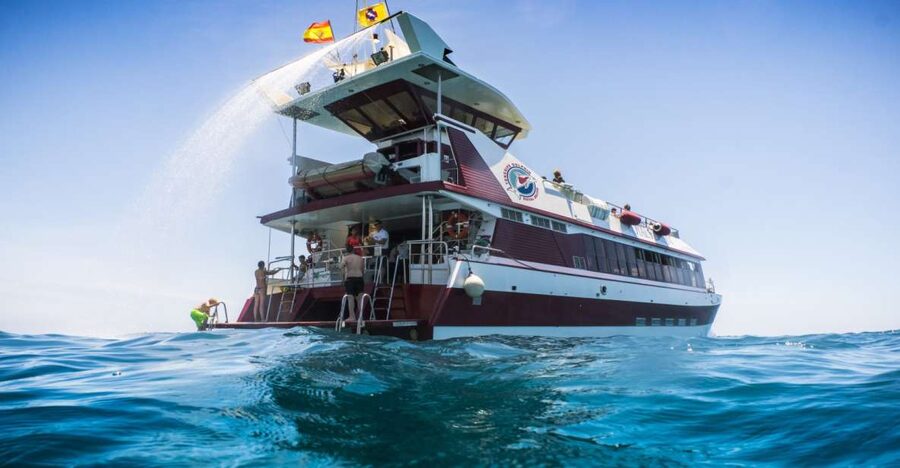 Adeje: Whale and Dolphin Watching Cruise with Lunch and Swim - Key highlights to know before you go