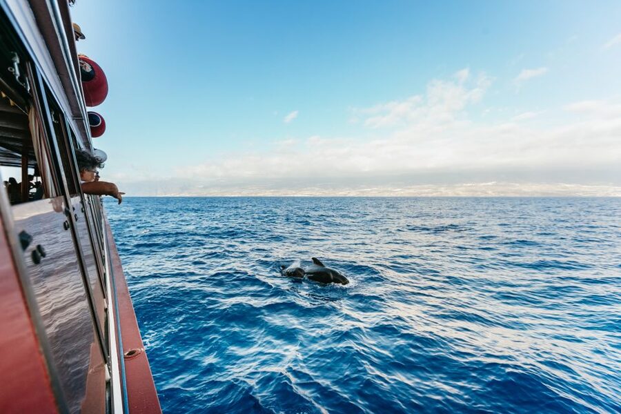 Adeje: Whale and Dolphin Watching Cruise with Lunch and Swim - Adeje Whale Cruise: Choosing Diego Hernandez Bay or Los Gigantes