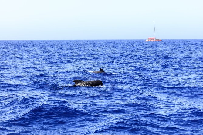 Adults Only Tenerife Freebird Whale Dolphin Catamaran with Lunch - Tenerife Marine Life, Best Spotted From an Adults-Only Catamaran