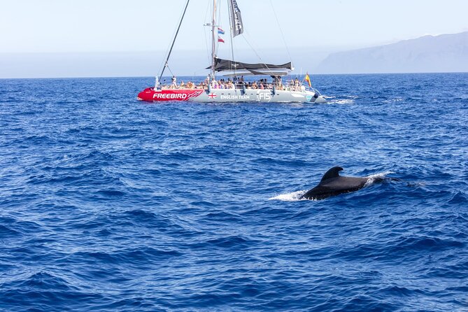 Adults Only Tenerife Freebird Whale Dolphin Catamaran with Lunch - Practical Tips That Keep the Cruise Smooth