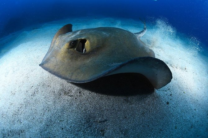 ADVANCED OPEN WATER CERTIFICATION - Improve your scuba diving skills up to 30m ! - Deep water and navigation, the two skills that change everything
