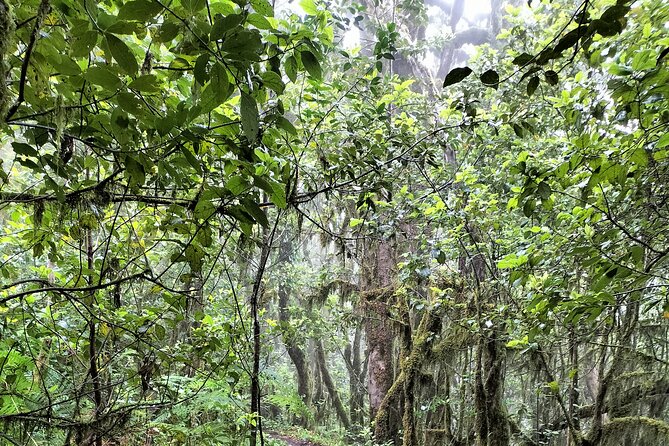 ANAGA: VIP tour: Forests, Peaks and Sea. - Price and value for a private Anaga experience