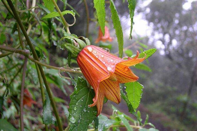 ANAGA: VIP tour: Forests, Peaks and Sea. - Should you book it?