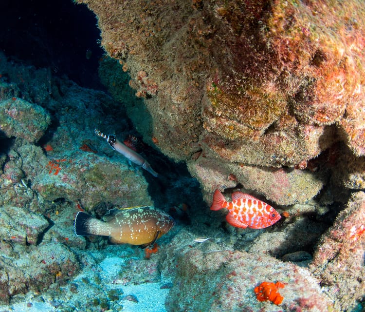 Beginner Scuba Dive with Scubapoint Tenerife in Turtle Area - Price and Value: Is $88 a Smart Deal?