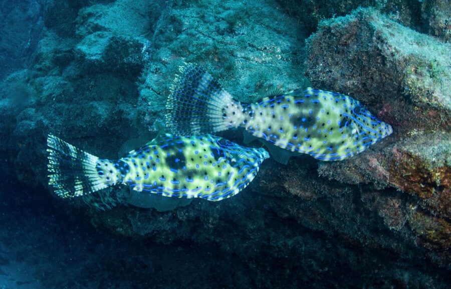 Beginner Scuba Dive with Scubapoint Tenerife in Turtle Area - Who This Fits Best, and Who Should Consider Another Option
