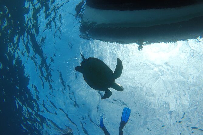 Boat Excursion to visit underwater lava tongues - Who this excursion suits best, and who should rethink it
