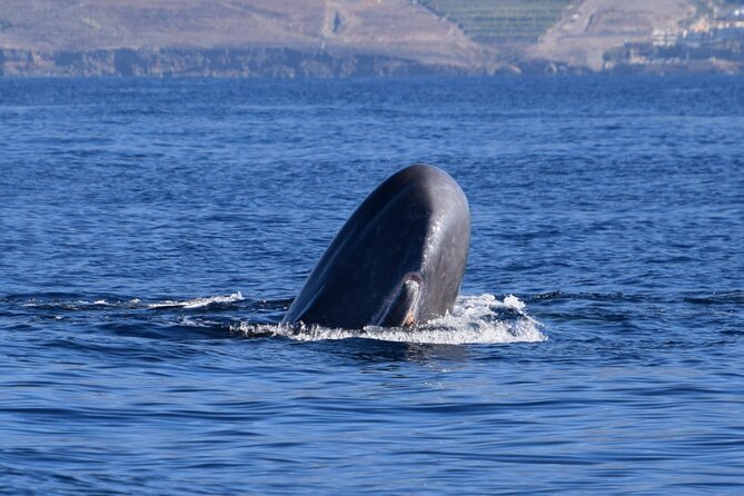 Bonadea II Ecological Whale Watching, 2 hours - Bonadea II and why the small boat changes everything
