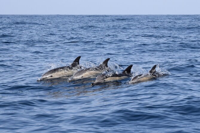Bonadea II Ecological Whale Watching, 2 hours - What happens during the 2 hours, from the meeting point to sightings