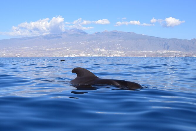 Bonadea II Ecological Whale Watching, 2 hours - What you might see: pilot whales, dolphins, turtles, and seabirds