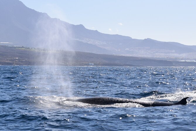 Bonadea II Ecological Whale Watching, 2 hours - Practicalities on Tenerife waters: weather, weight limit, and comfort
