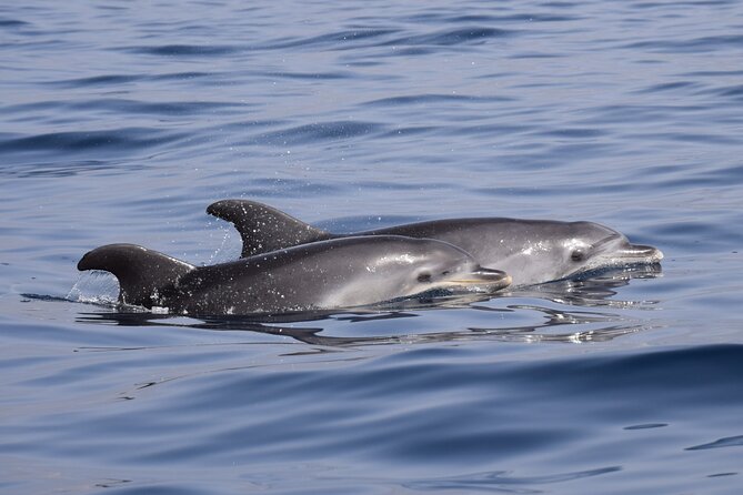 Bonadea II Ecological Whale Watching, 2 hours - Price value at about $78.64 for 2 hours