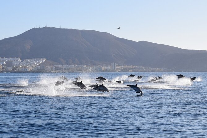 Bonadea II Ecological Whale Watching, 2 hours - Who should book this, and who might not love it
