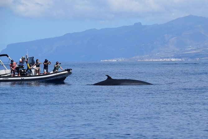 Bonadea II Ecological Whale Watching, 2 hours - Sergio’s whale-spotting style: quiet boat, respectful distance, real explanations