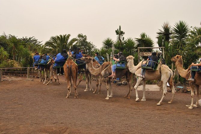 Camel Riding Tour at El Tanque, Tenerife - Entering El Tanque at the Camello center stop